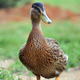 Image for article titled Mama Duck Doesn’t Recall Asking For Injured Baby To Be Rescued From Road